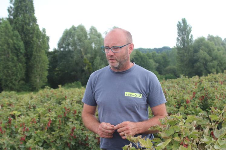 Frédéric Fougeray, dans une parcelle de groseilles décimée. En cassis, la coopérative "Les Vergers d'Anjou" annonce une récolte globale de 1 000 tonnes au lieu des 3 200 espérées.