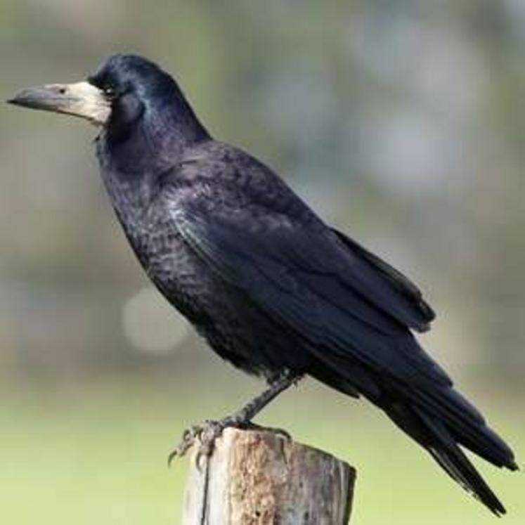 Le corbeau freux pourrait disparaître de la liste des espèces susceptibles d'occasionner des dégâts (Esod) en Sarthe.