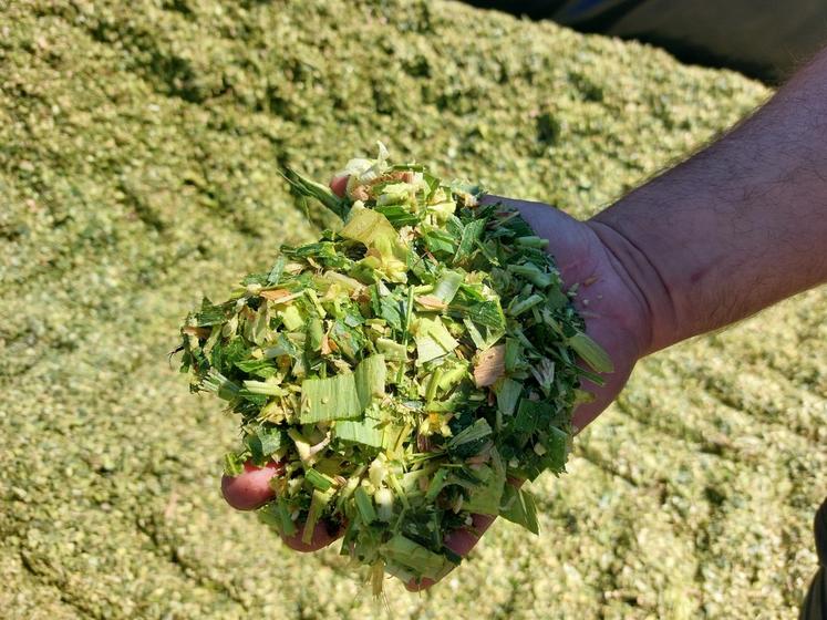 L'ensilage rentré par Marc Bréau est vert et avec peu de grains.