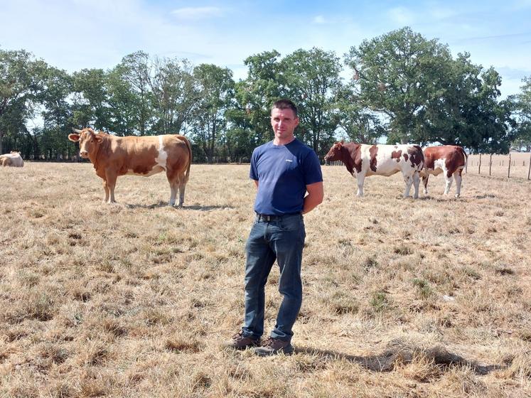 Arthur Plet emmènera 12 génisses au Festival de la Viande d'Evron.