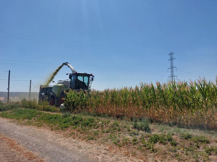 ensilage de maïs
