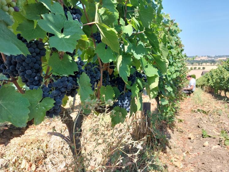 Vendanger un 17 août est inédit pour nos viticulteurs sarthois.