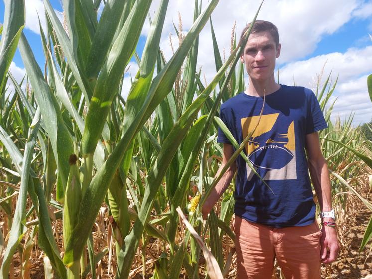 Céréalier à Cures, François Drouet a vendu sa parcelle de maïs grain à un éleveur.