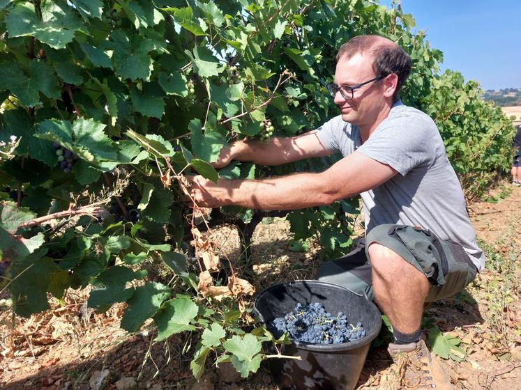 Xavier Fresneau débutait les vendanges manuelles d'une parcelle de Gamay le 17 août.