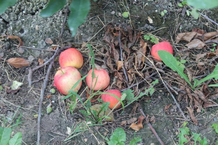 Plus de chutes de pommes cette année.