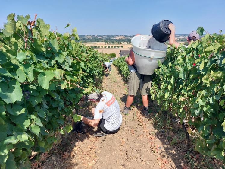 Le domaine de Cézin a réuni une équipe d'une dizaine de vendangeurs, lundi.