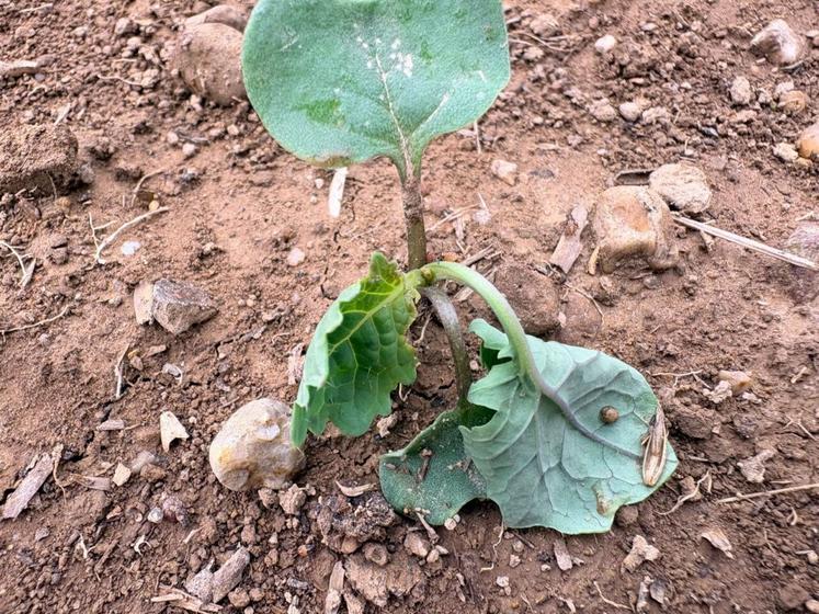 Les punaises détruisent les jeunes plants de colza.