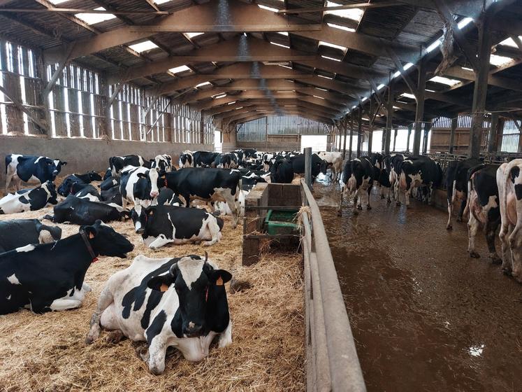 Mathieu Leroy a repris le cheptel laitier de 120 vaches, en janvier 2024.