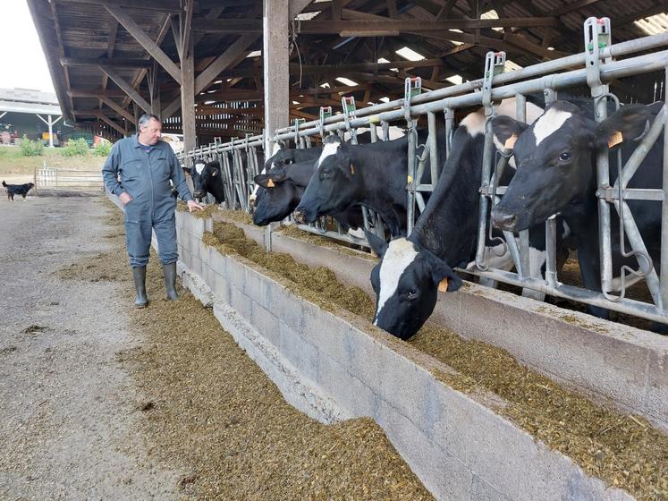 La ration des vaches laitières du Gaec du Marronnier est basée sur deux tiers d'ensilage de maïs et un tiers d'ensilage d'herbe.