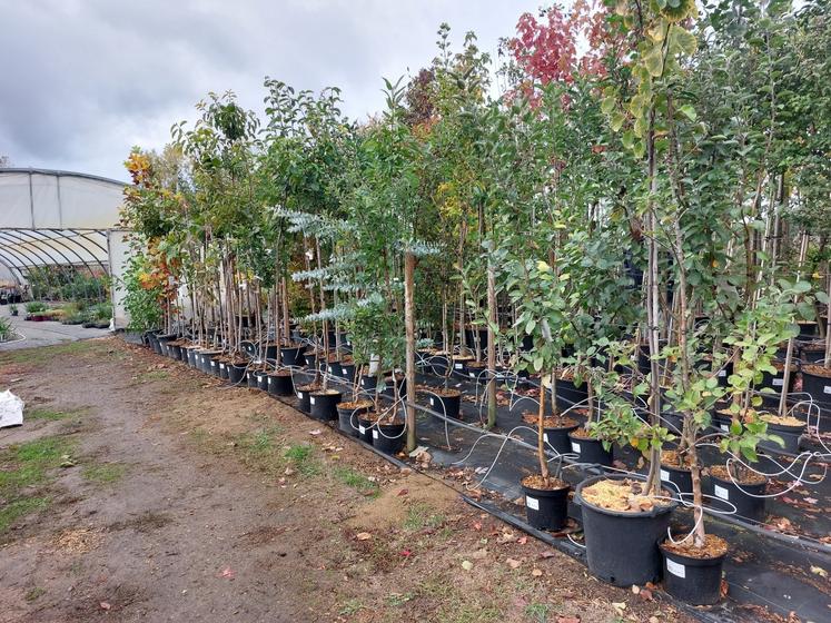 Jérôme Pasquier s'est agrandi pour produire plus d'arbres.