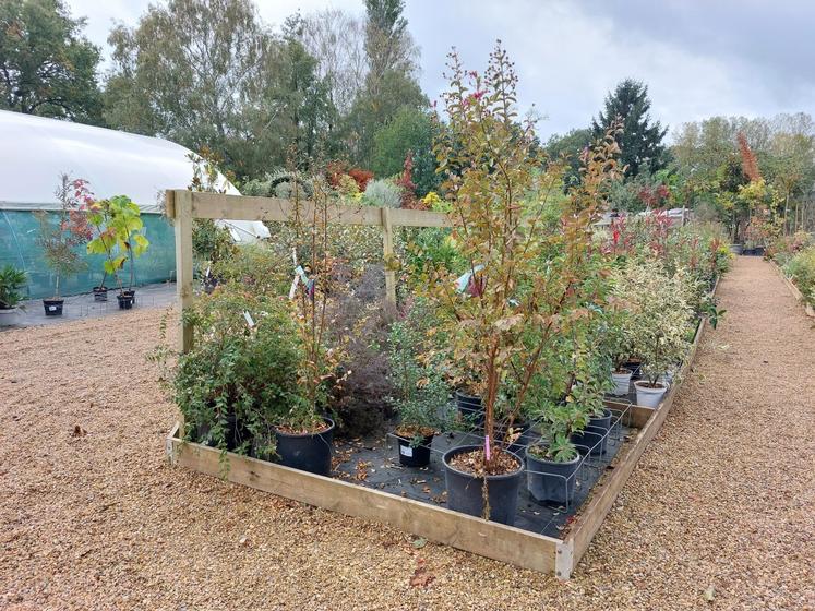 Jérôme Pasquier propose 400 variétés d'arbres et arbustes.
