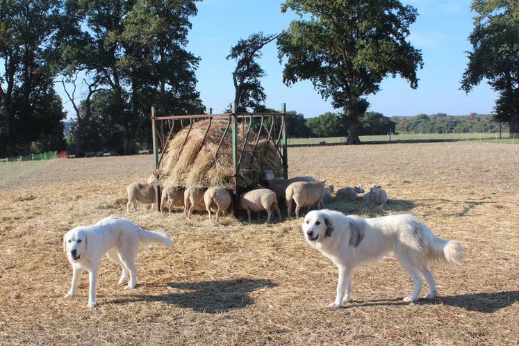Un rare moment où les deux patous sont ensemble dans un parc à foin d'été.