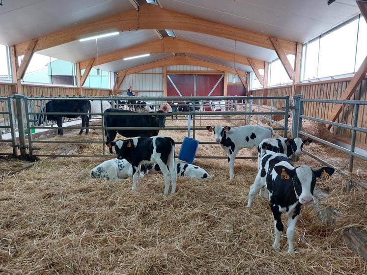 Les veaux ont intégré la nouvelle nurserie en mai 2025.