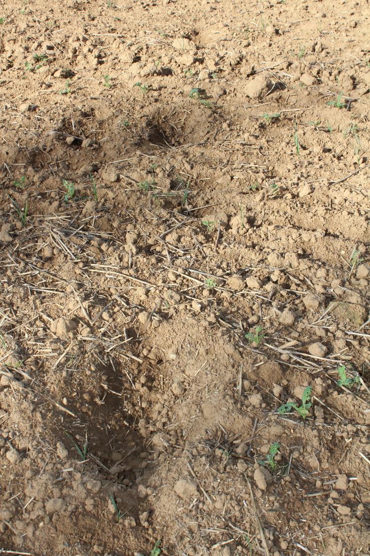 Les traces du passage d'un cerf.