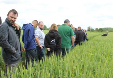 Les visiteurs ont pu observer l'essai Nutripac en blé 2024, sur une parcelle de Rodolphe Renault.