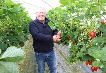 Dominique Chauvin produit 4 t/an de fraises sous tunnels froids.