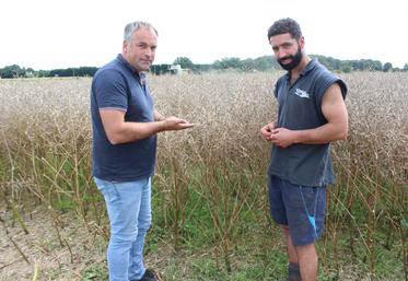 Laurent Boudvin  (à g.) et Nicolas Thireau (à d.) analysent cette campagne perturbée. Le grain a été affecté par les maladies fongiques.