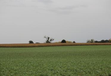 Ici la parcelle de féverole/phacélie. L'autre couvert de la ferme est le trèfle dans le colza avec coupe d'enrubannage à l'automne et au printemps.