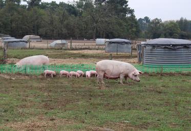 Les éleveurs de porcs plein air ont des dispositions particulières à prendre vis-à-vis de la biosécurité.