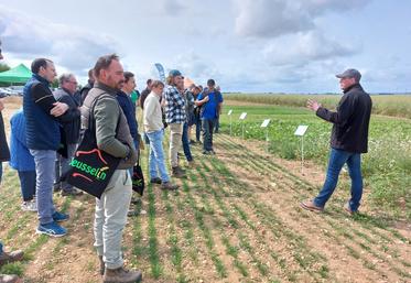 Sur la plateforme d'essais de Jeusselin et Verron, le 4 juin, plusieurs mélanges pour couverts ont été présentés.