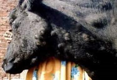 La DNC est caractérisée par l'apparition de nodules sur la peau des animaux et s'accompagne de fièvre.