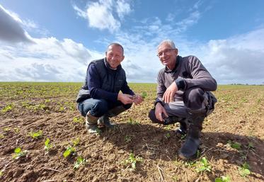 Franck Plessis (à g.) visitait une parcelle de colza de son client Denis Provost (à dr.), aux Mées, le 11 septembre.