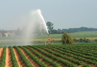 Irrigation des pommes de terre.