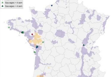 Localisation des foyers de « volailles », foyers chez les oiseaux captifs et cas sauvages détectés en France métropolitaine depuis le début de la saison (le 01/08/2025) et sur les quatre dernières semaines. Les zones à risque particulier (ZRP) et zones à risque de diffusion (ZRD) sont représentées respectivement en violet et jaune sur le fond de carte (source : Commission européenne ADIS le 20/10/2025).