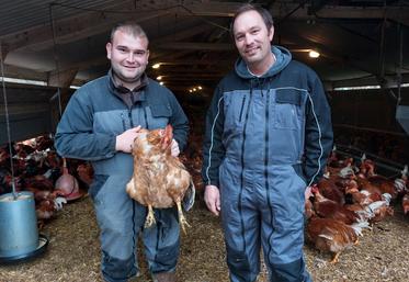 Armand Chouanet, à g., salarié du Gaec du Petit Moulin, conduit par Julien Foureau (à dr.), est très attentif aux chapons de Loué en phase de finition. Le lait de vache donné en plus de l'aliment est visiblement apprécié.