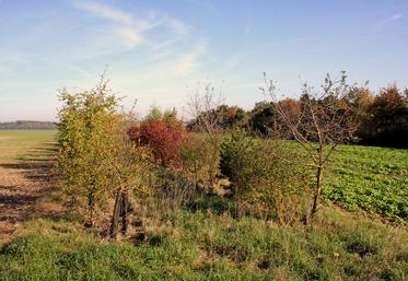 L'arrêté autorise l'accès aux parcelles " closes ou non closes ". L'administration affirme que ces inventaires ne sont qu'une " simple observation visuelle ".