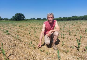 À Joué-en-Charnie, sur cette parcelle de 2,80 ha de maïs grain, Philippe Lecornué constate les dégâts. Le sol, encore frais malgré la canicule, permettra malgré tout de ressemer dans les prochains jours.