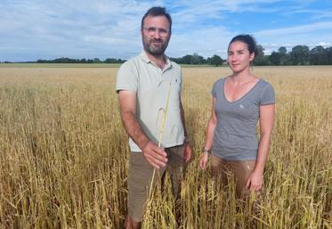 À gauche, Bertrand Leroux et et Chloé Guiraud dans leur parcelle d'orge détruite à 90 %. À droite Jean-Luc Bazoge dans une parcelle de maïs.