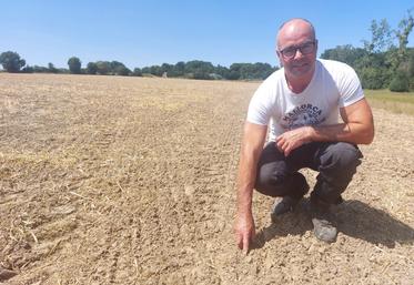Franck Cormier dans sa parcelle de 5 ha de sorgho semé le 16 juillet après l'orage.