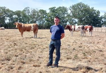 Arthur Plet emmènera 12 génisses au Festival de la Viande d'Evron.