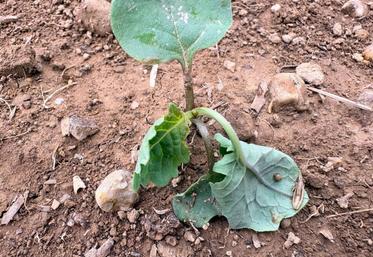 Les punaises détruisent les jeunes plants de colza.