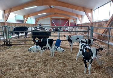 Les veaux ont intégré la nouvelle nurserie en mai 2025.