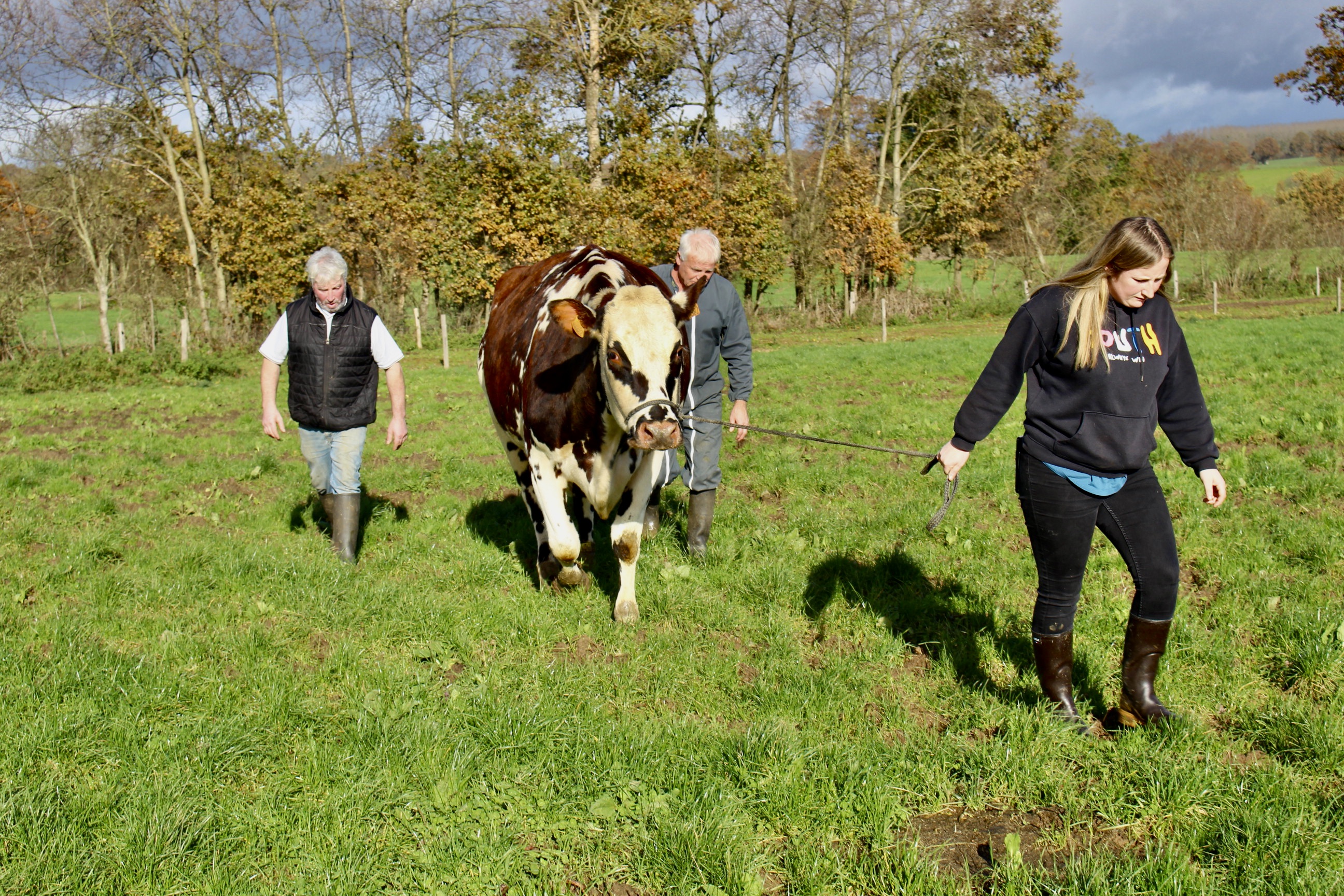 Voici Oreillette, une vache normande et future égérie du Salon de  l'agriculture 2024