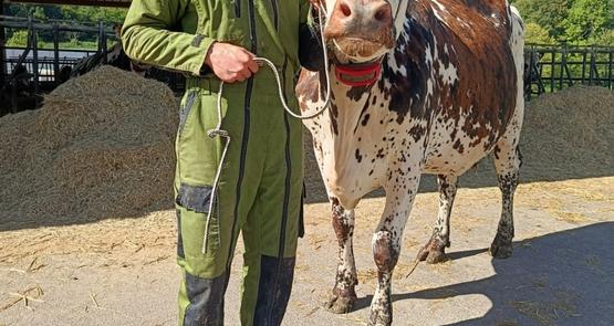 Utah Beach vache Normande Gaec Leroux égérie Vachement Caen David Delange