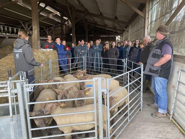 Roussins de la Hague | Onze béliers entrent au centre d’élevage | l ...