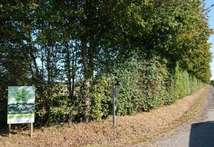 Plantons des haies