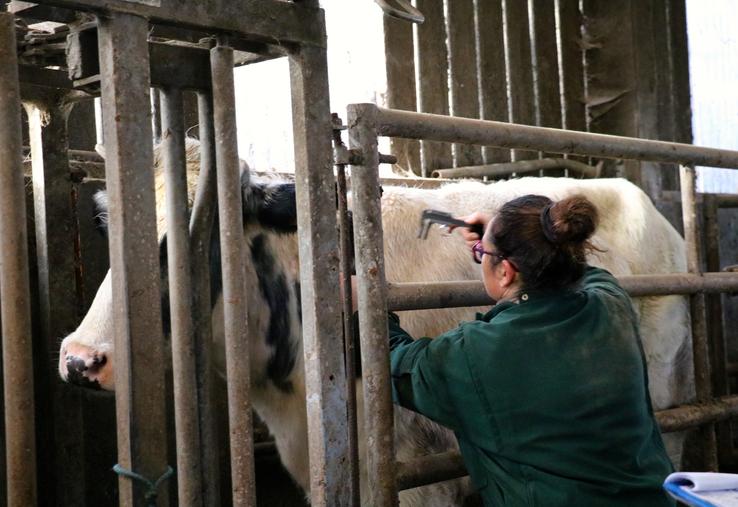 tuberculose bovine