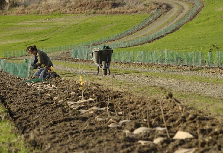 10 km de haies sont prévues à la plantation pour l'hiver 2024-2025 dans l'Orne. La campagne a été également lancée du côté de l'Eure-et-Loir.