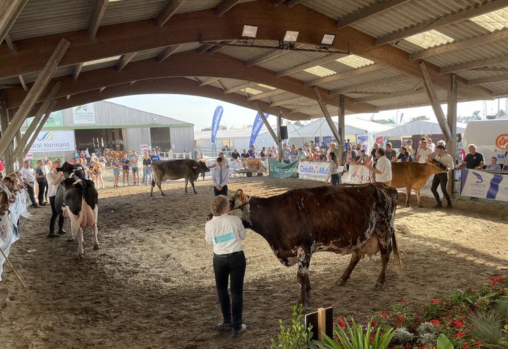 Les races laitières et les races allaitantes fouleront le ring du Festival de l'élevage au cours du week-end prochain.