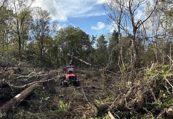 Dans la forêt de Saint-Patrice-de-Claids, l'heure est au déblaiement des arbres tombés par la tempête.