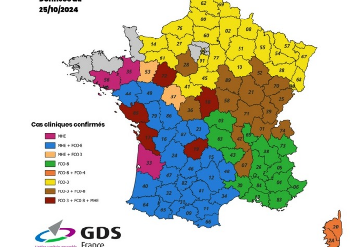 L'Orne reste en jaune avec plusieurs cas de FCO-3 détectés.