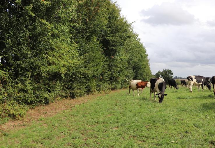 Plusieurs agriculteurs du département ont reçu à partir de cet été des courriers pour élaguer "à vue de ciel" leurs haies, côté voie publique.