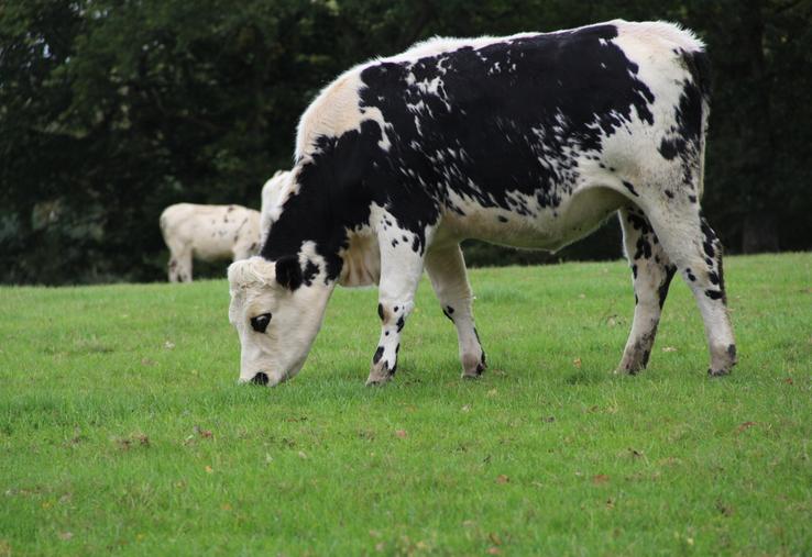 L'épée de Damoclès de l'interdiction de retourner une prairie ne menace plus la ferme départementale. Une belle victoire syndicale qui ne signifie pas pour autant qu'il faut se précipiter sur la charrue.