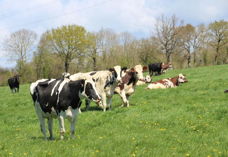 Depuis plus de deux ans, le cheptel manchois est passé sous la barre des 700 000 bovins. Mais la baisse est moins importante que dans d'autres départements.