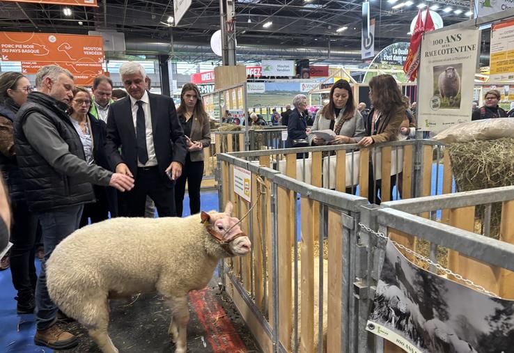 La Cotentine est une race menacée. Pour autant, ses éleveurs veulent la mettre en avant notamment l'année du centenaire.