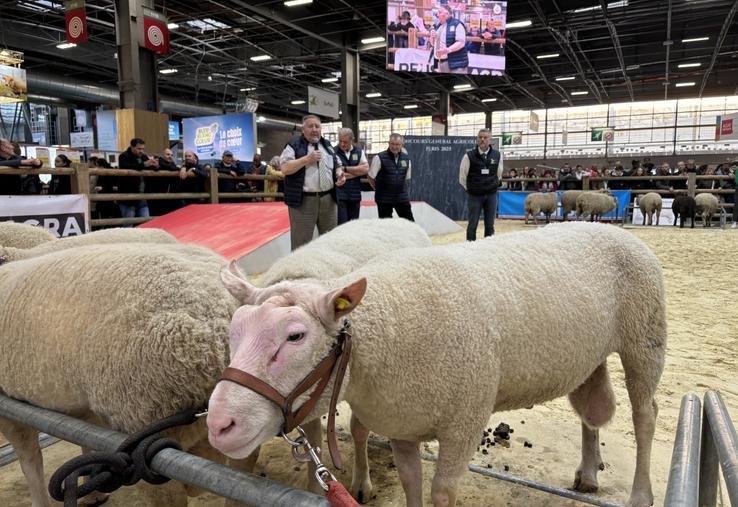 Seulement 200 brebis sont inscrites au contrôle de performance en race Cotentine, race qui est en danger. Le centenaire de la race pourrait lui permettre de retrouver des couleurs ;